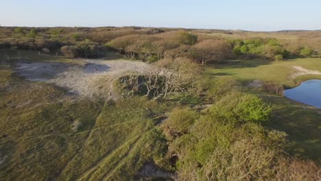 aerial: the dune nature reserve of oostkapelle with grazing ponies