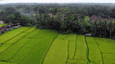 üppig-Grüne-Indonesische-Reisterrassen-Mit-Traditionellen-Balinesischen-Hütten,-Drohnen-Orbit-Aufnahmen,-Luftaufnahmen