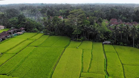 lush green indonesian rice terraces with traditional balinese huts, drone orbit shot, aerial footage