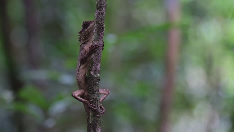 visto con su cuerpo envuelto alrededor de este pequeño árbol como si no se moviera en el bosque mientras el bokeh se mueve un poco con un poco de viento, lagarto arbóreo de vientre escamoso acanthosaura lepidogaster, tailandia