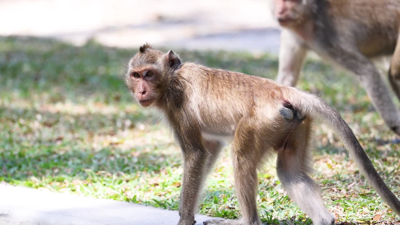 Monkeys walking and interacting in a zoo setting