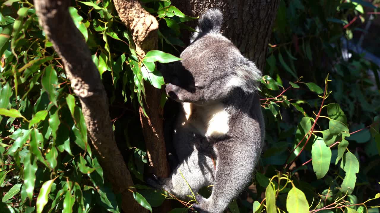 lindo y esponjoso koala herbívoro del norte, phascolarctos cinereus en el árbol comiendo hojas de eucalipto bajo la brillante luz del sol con los ojos cerrados en el santuario de vida silvestre, especie animal nativa de australia
