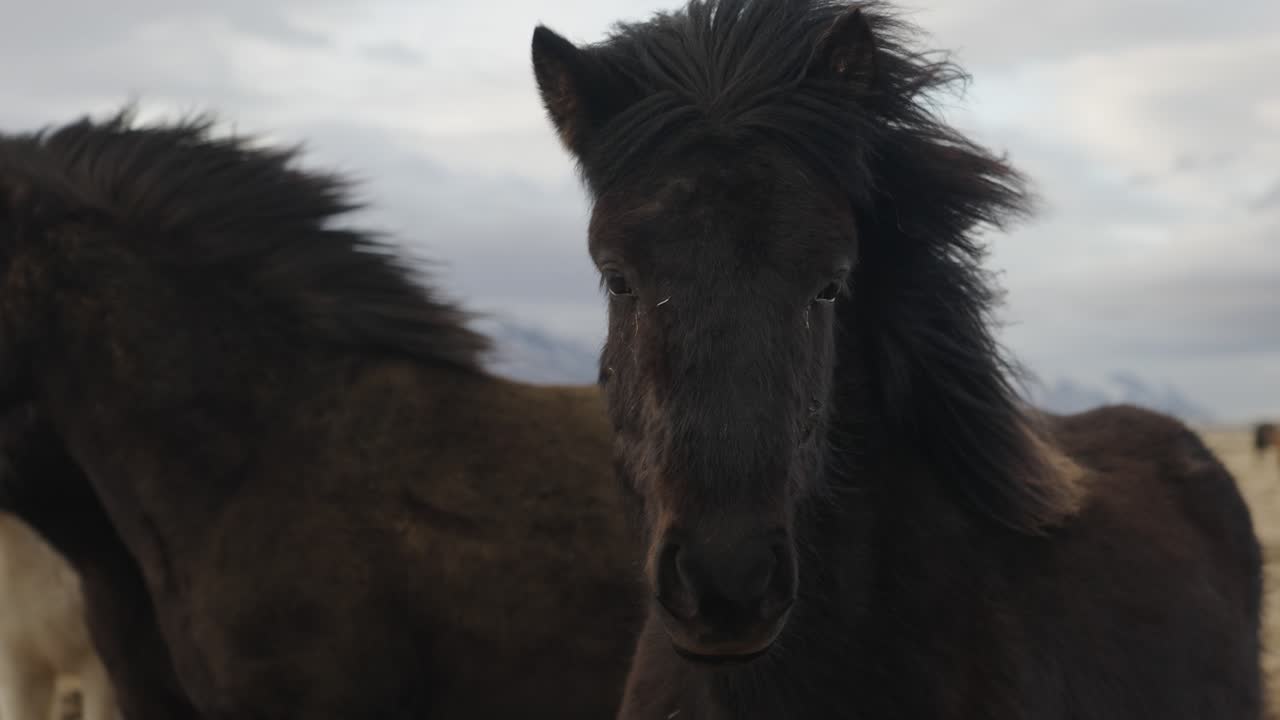 silver dapple negro caballo islandés rebaño de pie en el viento fuerte, islandia