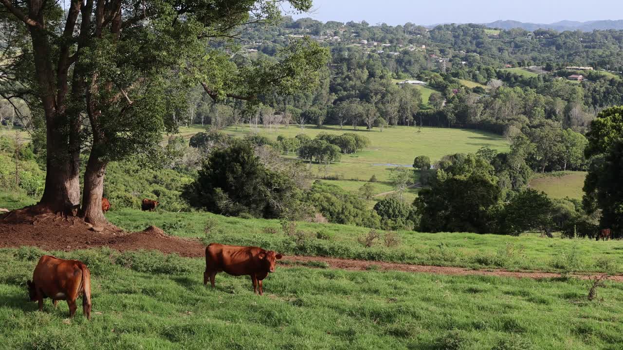 Vacas se movendo e pastando em um campo verde vibrante