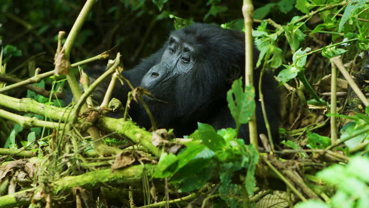 Bellissimo e raro gorilla che mangia nella foresta pluviale selvaggia del Ruanda, Africa.