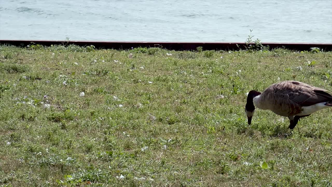 Geese walk and graze in front of lake.