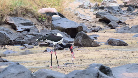 saddle-billed stork eating a fish in shallow water