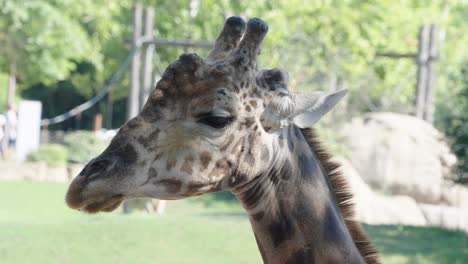 Sad-emotional-giraffe-standing-still-moving-ears-in-city-zoo,-visitors-walking