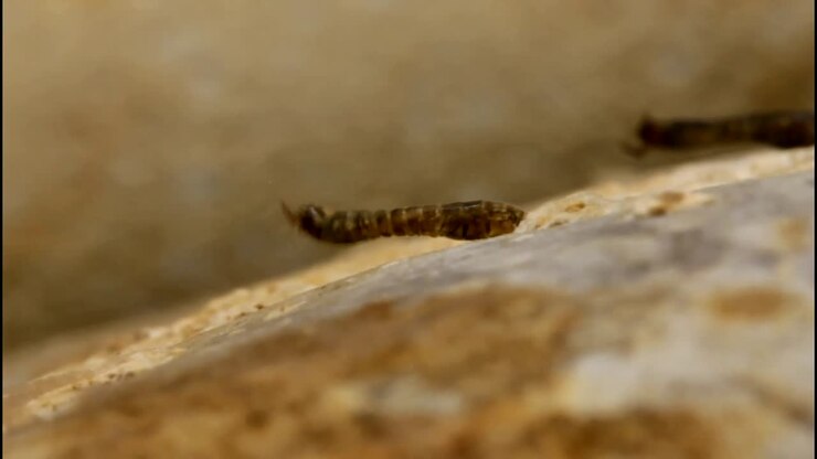 Larva de Mosca-Negra Presa à Rocha em Riacho