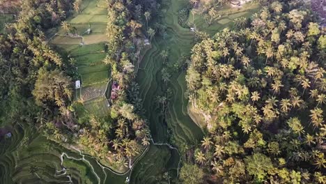 bali ubud tegalalang rice terrace paddies fields valley aerial scenery