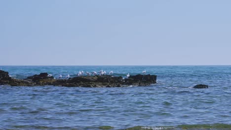 Gaviotas-En-Las-Rocas-Del-Océano-En-Cámara-Lenta