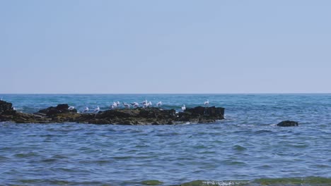 seagulls on the ocean rocks in slow motion