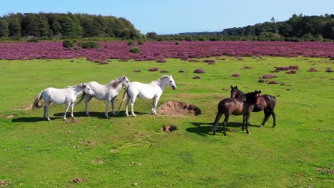 Drone-orbiting-standing-horses-in-the-New-Forest,-Hampshire,-UK,-4K