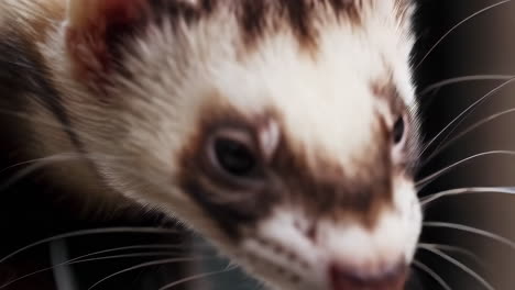 close-up portrait of a ferret