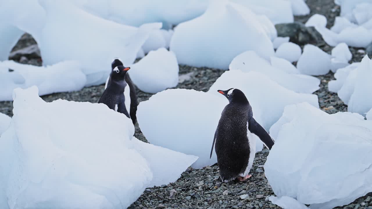 pingüinos gentoo con icebergs en la playa en la antártida, caminando por el hielo en la península antártica vida silvestre y animales vacaciones en invierno