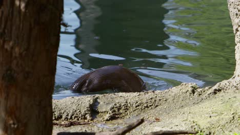 la nutria nada y luego se sumerge en el agua con una épica espalda arqueada a cámara lenta