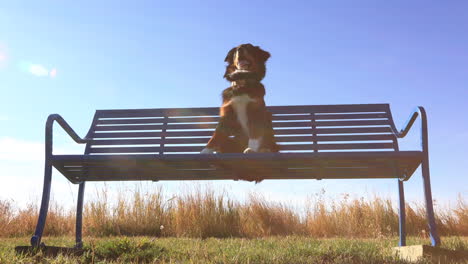 australian shepherd on a majestic bench 4k