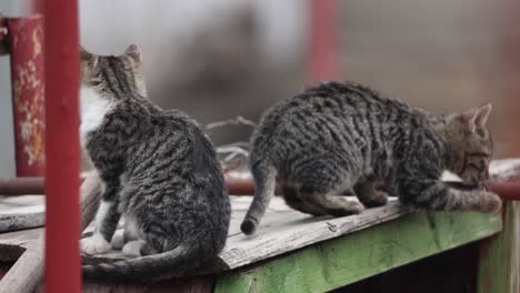 kittens licking their fur and jump off from the table