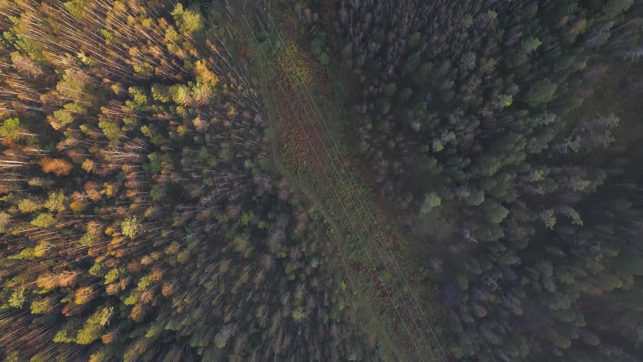Una vista aerea di una foresta in autunno