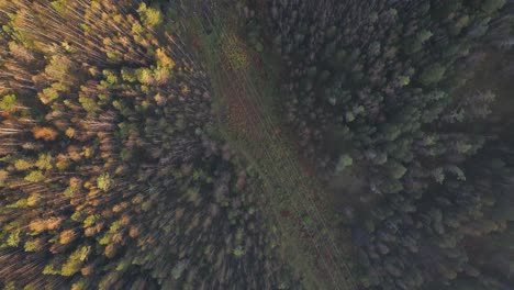 vista aérea de un bosque en otoño
