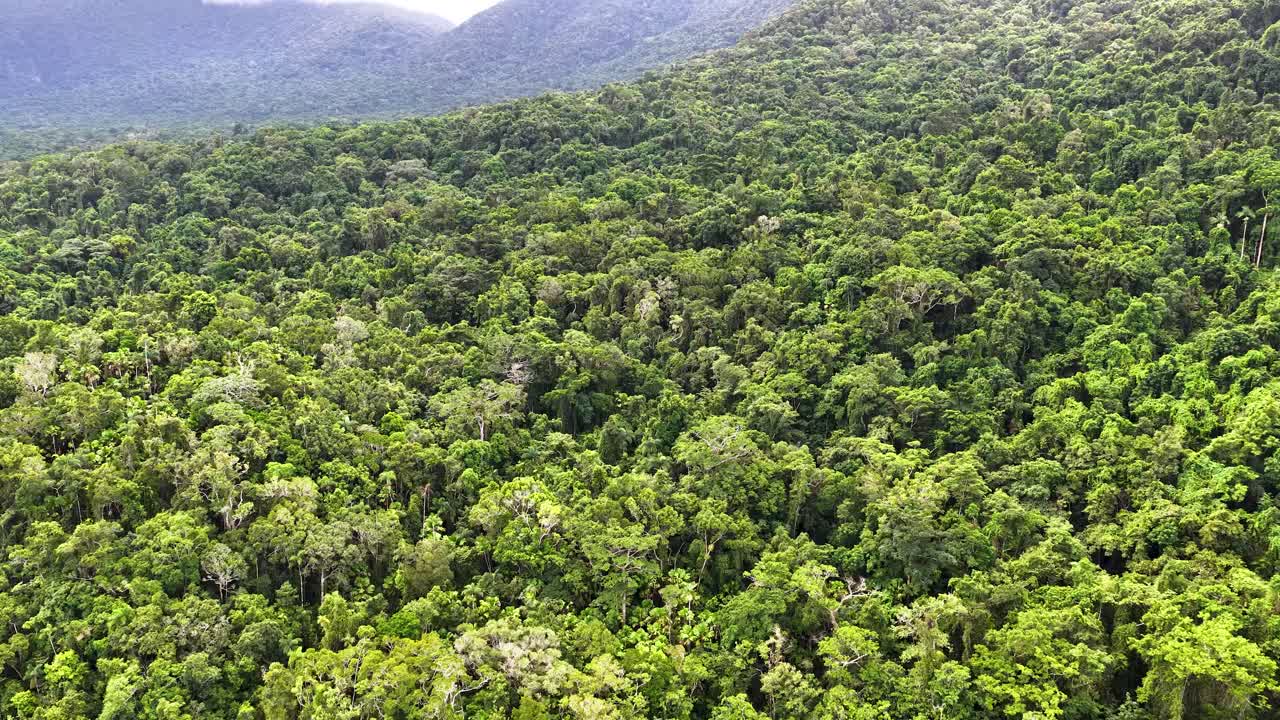 Drone glides above dense green rainforest canopy under daylight, revealing vast untouched wilderness landscape