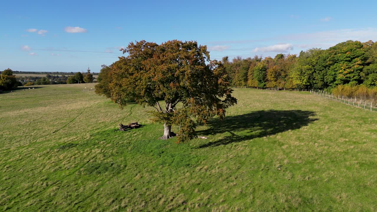 A lone standing tree with its Autumn coloured leaves dolly forward