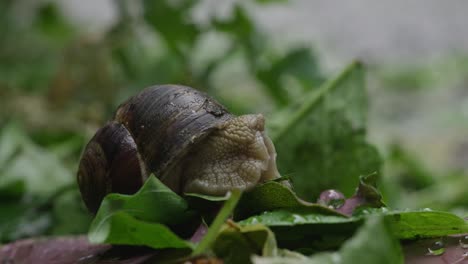 Snail-On-Green-Leaf-Emerging-From-Its-Shell-On-The-Ground