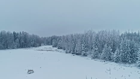 slow rolling drone shot of a forest in winter