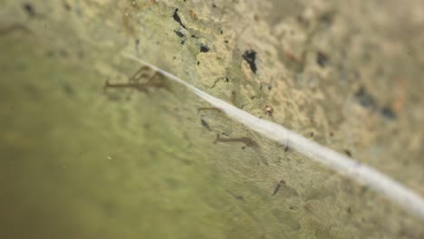 larvas de mosquitos transmisores de enfermedades en aguas estancadas