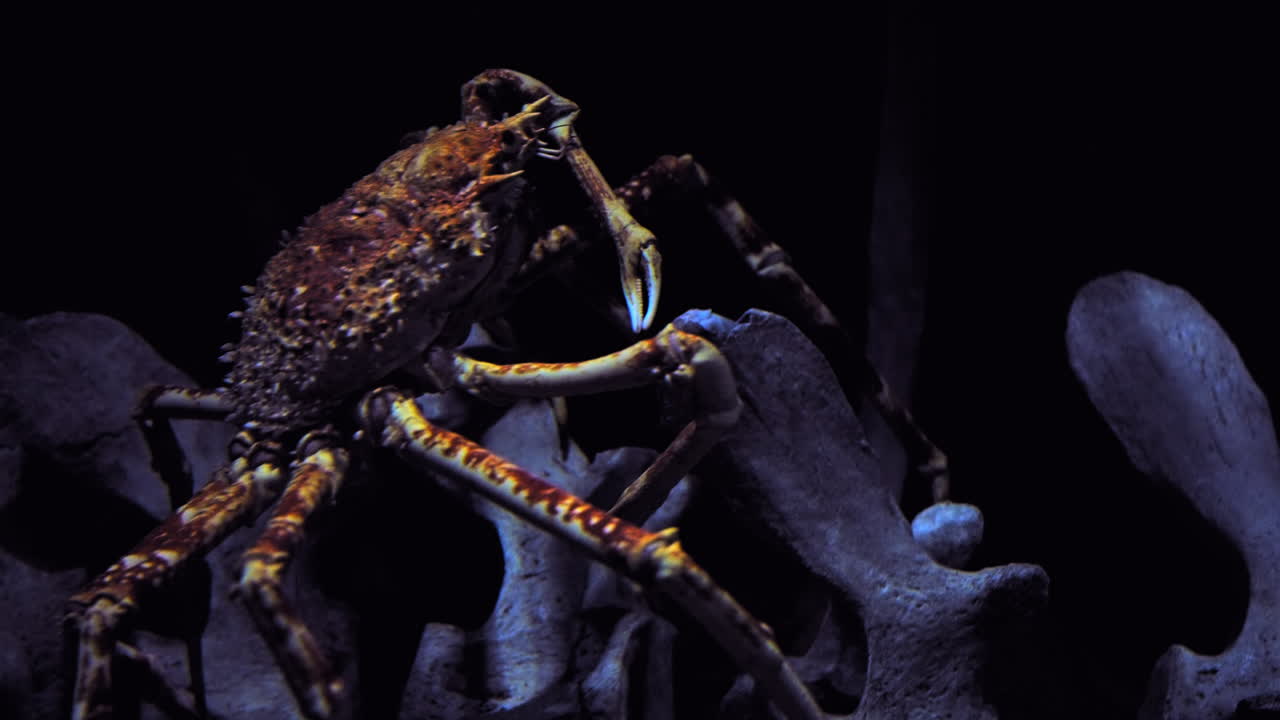 일본의 상징적인 거미 크래브, 거대한 해양 관절류