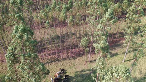 vista aerea del ganado en el sistema integrado lavoura, ganado, bosque-3
