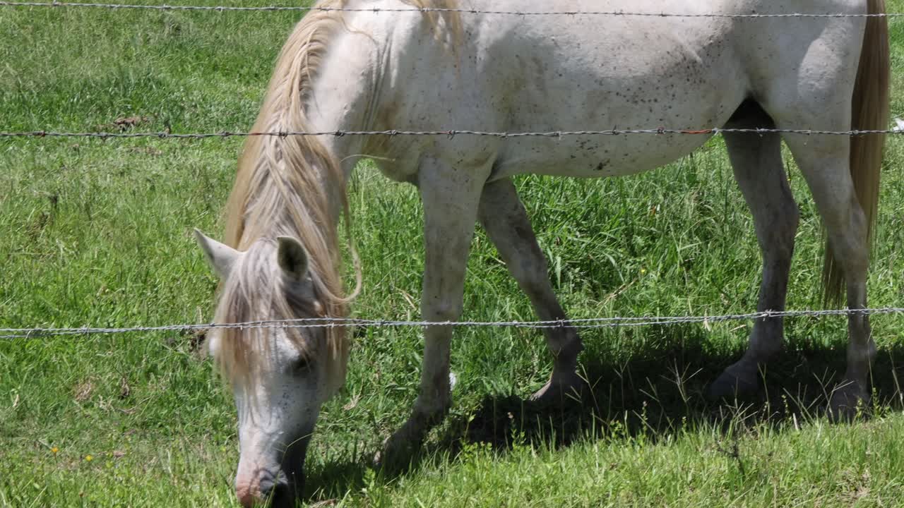el caballo se mueve y pastura pacíficamente en el campo soleado