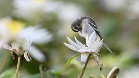 Closeup-of-Grey-wagtail-on-water-lily-flower