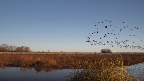 Slow-motion-of-sandhill-cranes-landing-near-water-in-Arizona