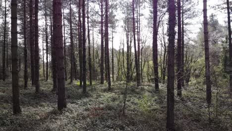 Toma-Aérea-Hacia-Atrás-Volando-A-Través-De-árboles-En-Un-Bosque-En-Devon,-Inglaterra