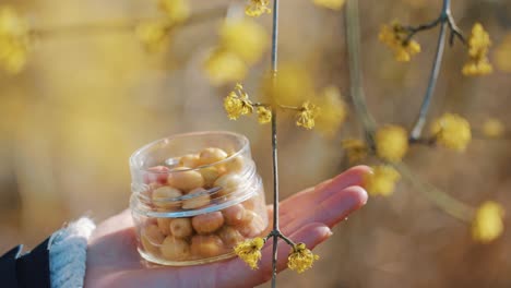 yellow cornelian cherries in a glass jar on hand, outdoors nearby yellow blossom