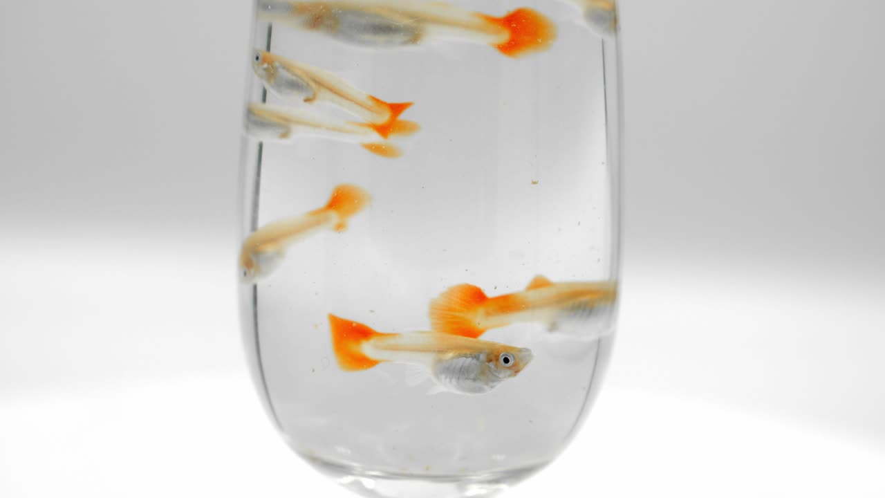 플라밍고 레드 구피 - 플레임테일 구피 - 작은 와인 잔에서 헤엄치는 네온 구피