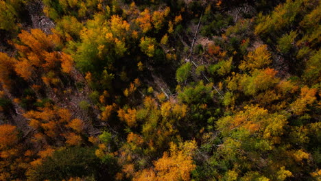 Birds-Eye-view-Colorado-aspen-tree-colorful-yellow-red-orange-forest-with-green-pine-trees-early-fall-Rocky-Mountains-Breckenridge-Keystone-Copper-Vail-Aspen-Telluride-Silverton-Ouray-upward-motion