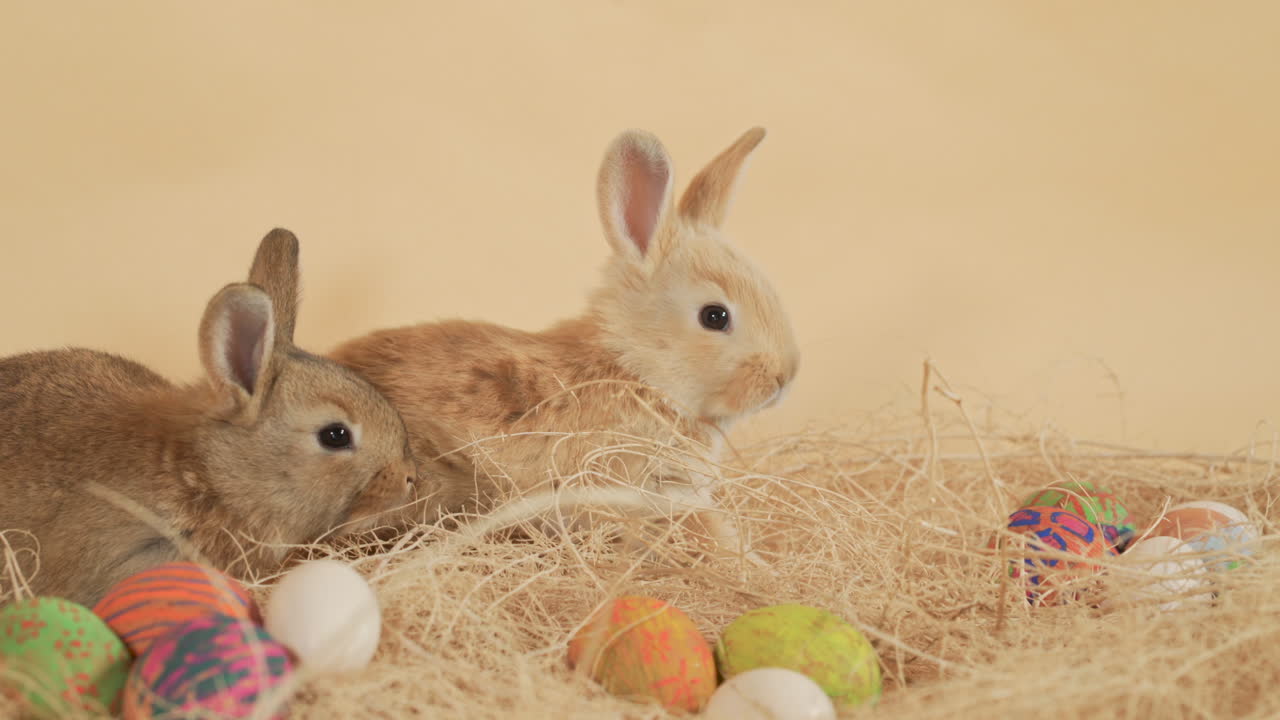 Irmãos coelhos da Páscoa subitamente assustados enquanto descansam entre ovos de Páscoa - plano médio-fechado.
