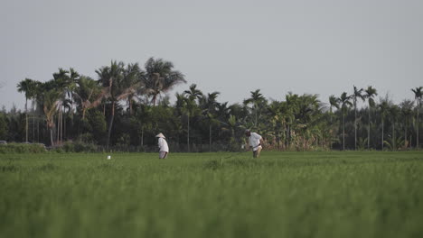 Traditionelle-Landarbeiter-Ernten---Verpflanzen-Reissetzlinge-Auf-Einer-Bio-Wiese-In-Vietnam
