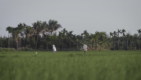 traditional farm workers harvest - transplant rice seedlings in organic meadow in vietnam