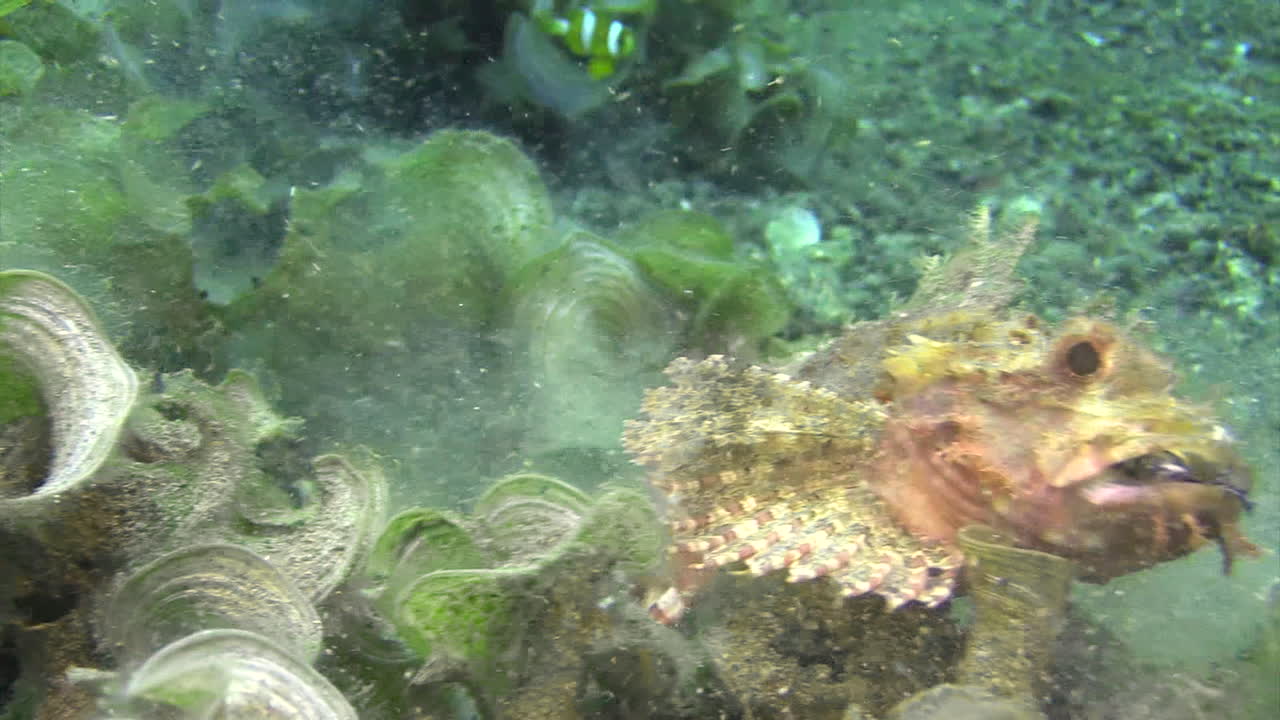 Moçambique scorpionfish ambushes and devours banggai cardinal fish, prey caught in mouth, killer swallows, close-up shot during daylight