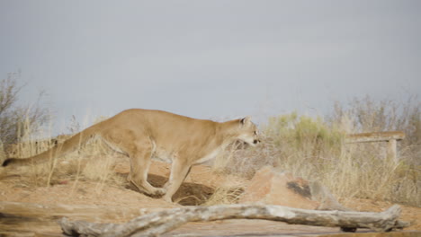 female mountain lion in slow motion in an arid desert climate - in the style of a nature documentary