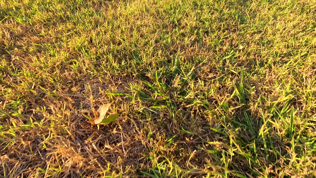 포도원 에 있는 풀 의 근접적 인 모습