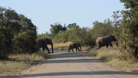 family of african bush elephant roaming in their natural habitat at the kruger national park in south africa