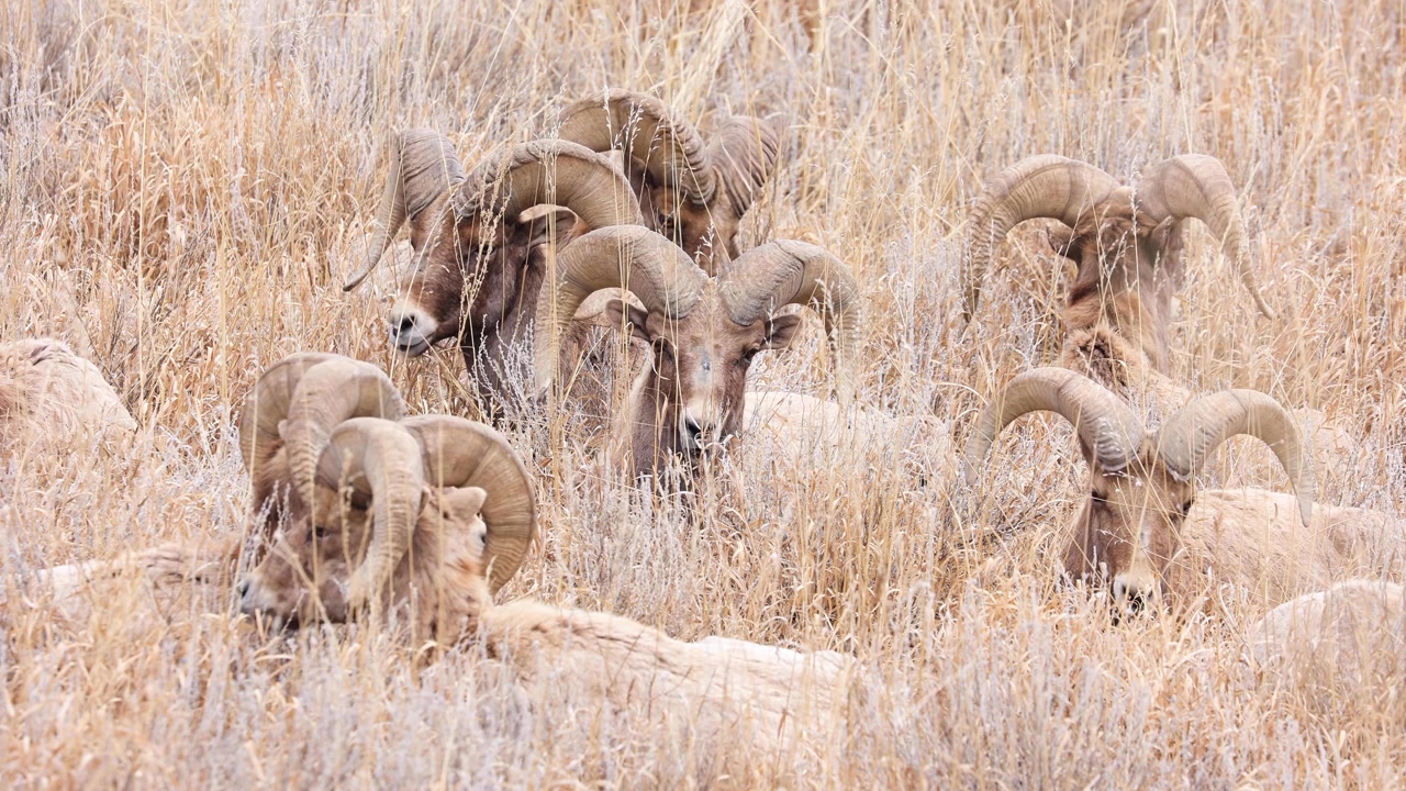 Bighorn Koyunu (Ovis Canadensis), Colorado'nun vahşi yaşamı