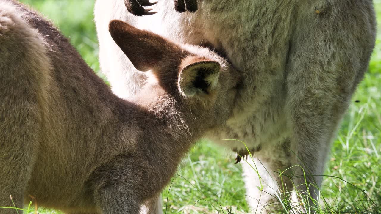 Close-up of a baby Joey Kangaroo suckling milk from inside its mothers pouch. Wild animal behaviour