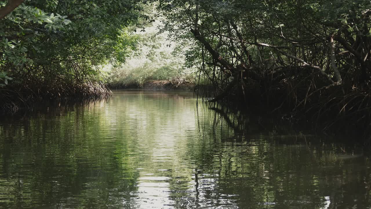 Zoom in through calm waters surrounded by dense Tamarindo mangrove trees in Costa Rica
