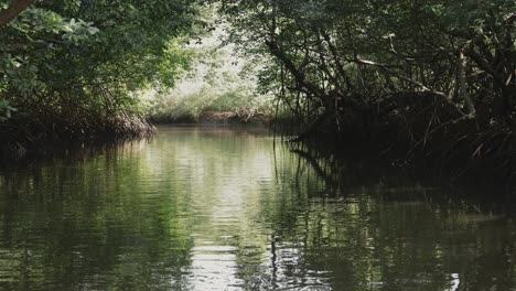 zoom in through calm waters surrounded by dense tamarindo mangrove trees in costa rica