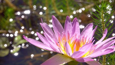 A-stunning-pink-and-yellow-water-lily-flower,-surrounded-by-rain-droplets-reflecting-the-sunshine-,-attracts-a-stingless-bee-that-crawls-all-over-the-flower,-spreading-pollen-,-before-flying-away